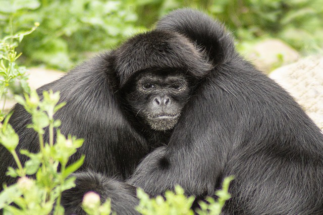 Free download ape hug primate animals free picture to be edited with GIMP free online image editor