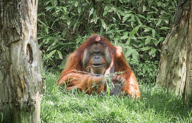 تنزيل مجاني Ape Monkey Mammal - صورة مجانية أو صورة لتحريرها باستخدام محرر الصور عبر الإنترنت GIMP