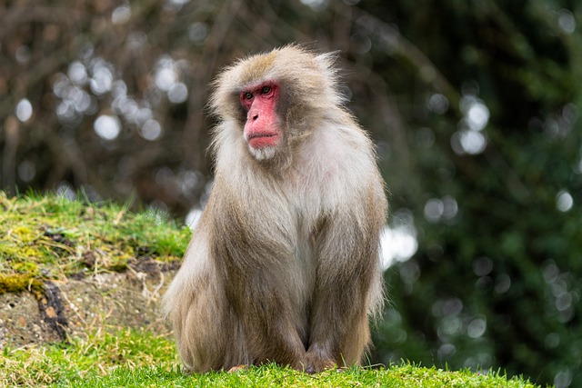 Free download ape monkey primate mammal zoo free picture to be edited with GIMP free online image editor