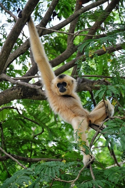 Free download ape monkey primate nature wild free picture to be edited with GIMP free online image editor