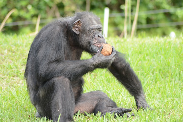Free download ape monkey primate wildlife nature free picture to be edited with GIMP free online image editor