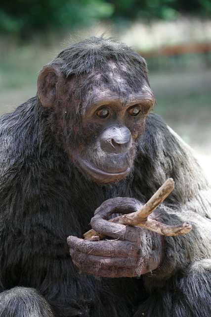 Gratis download aap natuur primaat dier zittend gratis foto om te bewerken met GIMP gratis online afbeeldingseditor