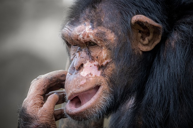 Free download ape primate chimpanzee mammal free picture to be edited with GIMP free online image editor