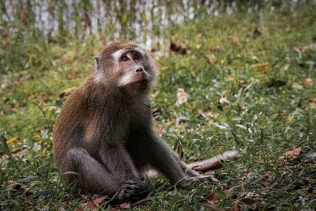 Free download ape primate mammal animal nature free picture to be edited with GIMP free online image editor