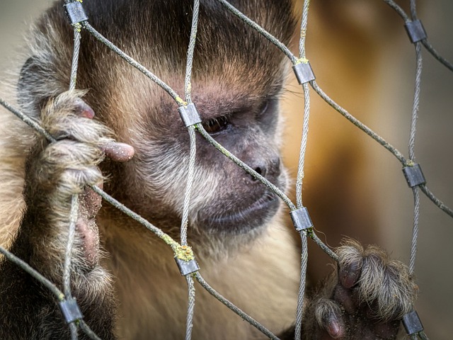 Free download ape primate zoo captivity monkey free picture to be edited with GIMP free online image editor