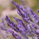 A Perfumed Field of Lavandula angustifolia  screen for extension Chrome web store in OffiDocs Chromium