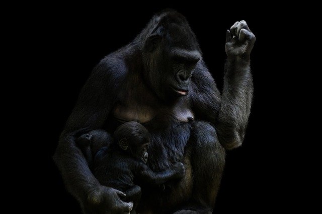 Free download apes gorilla animals primates free picture to be edited with GIMP free online image editor