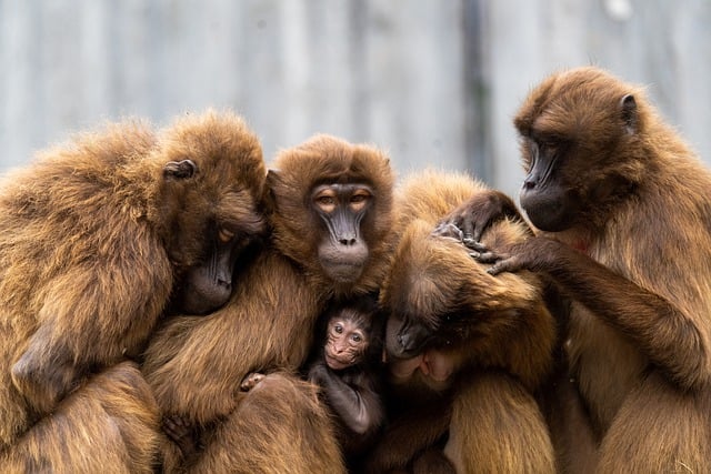 Free download apes monkeys primates mammal free picture to be edited with GIMP free online image editor