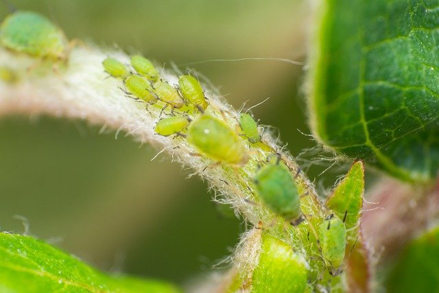 Free download aphid close up aphids closeup free picture to be edited with GIMP free online image editor