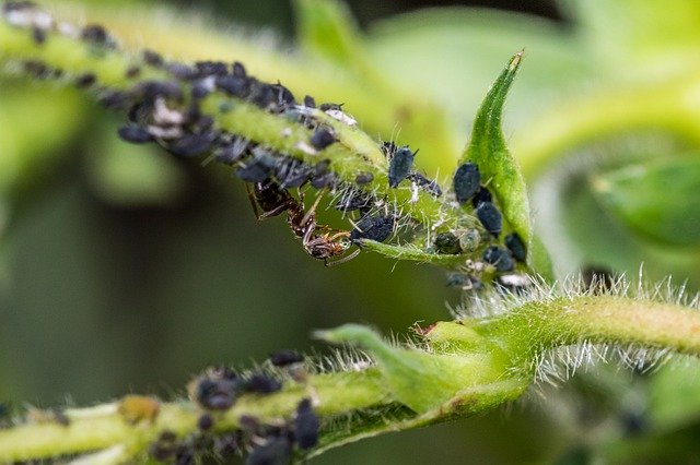 Скачать бесплатно Aphids Ants Ant - бесплатное фото или изображение для редактирования с помощью онлайн-редактора изображений GIMP