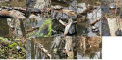 Descarga gratis una foto o imagen de A Photo Collage Of Turtles From Blackstone River gratis para editar con el editor de imágenes en línea GIMP