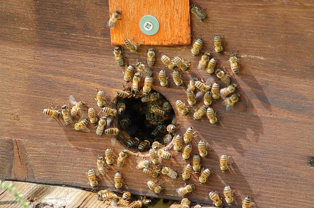 Téléchargement gratuit de la ruche d'insectes Api - photo ou image gratuite à éditer avec l'éditeur d'images en ligne GIMP