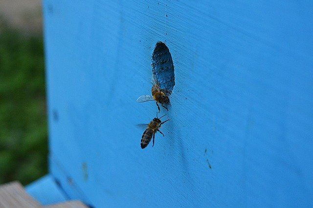 ดาวน์โหลดฟรี Apis Insect - ภาพถ่ายหรือรูปภาพฟรีที่จะแก้ไขด้วยโปรแกรมแก้ไขรูปภาพออนไลน์ GIMP