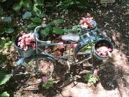 Free download A Plant Bicycle? free photo or picture to be edited with GIMP online image editor