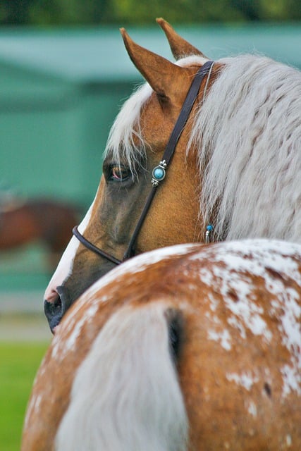 Free download appaloosa horse animal equine free picture to be edited with GIMP free online image editor