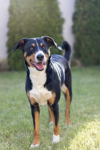 دانلود رایگان Appenzeller Sennenhund - عکس یا تصویر رایگان قابل ویرایش با ویرایشگر تصویر آنلاین GIMP