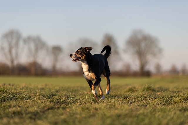 Free download appenzeller sennenhund dog grass free picture to be edited with GIMP free online image editor