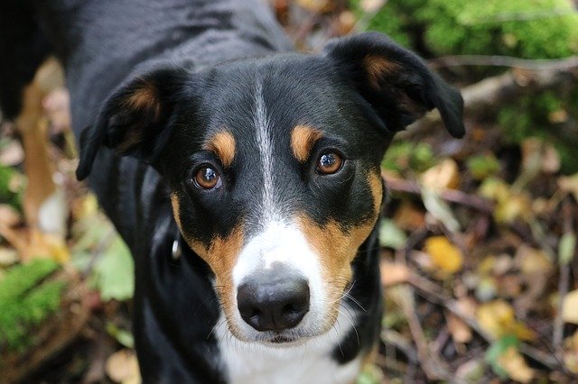Téléchargement gratuit Appenzeller Sennenhund Hund - photo ou image gratuite à éditer avec l'éditeur d'images en ligne GIMP