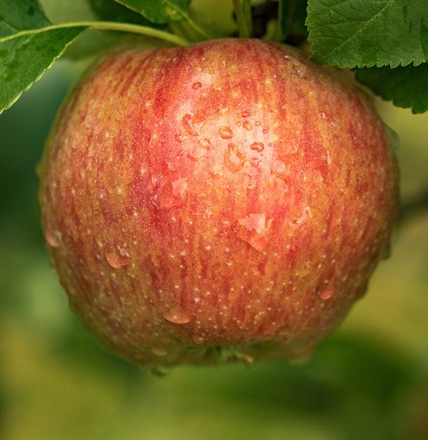 تنزيل مجاني لـ Apple Administration Fruit - صورة مجانية أو صورة مجانية لتحريرها باستخدام محرر الصور عبر الإنترنت GIMP