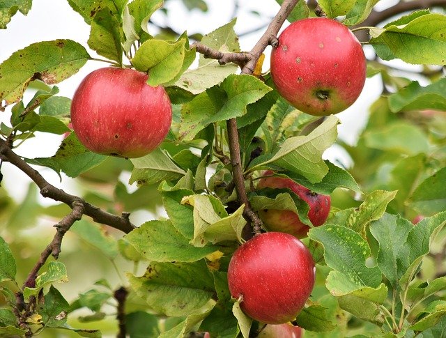 Free download apple apples fruit tree sad fiber free picture to be edited with GIMP free online image editor