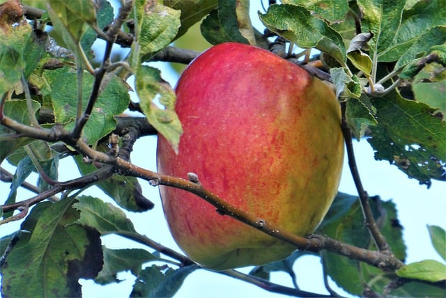 Free download apple apple tree fruit autumn food free picture to be edited with GIMP free online image editor