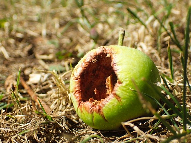 ดาวน์โหลดฟรี Apple Autumn Bad - ภาพถ่ายหรือรูปภาพฟรีที่จะแก้ไขด้วยโปรแกรมแก้ไขรูปภาพออนไลน์ GIMP