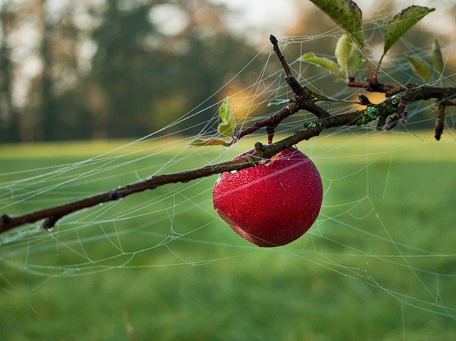 Free download Apple Autumn Fruit -  free photo or picture to be edited with GIMP online image editor