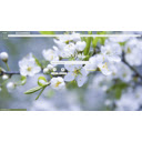 Apple Blossom  screen for extension Chrome web store in OffiDocs Chromium