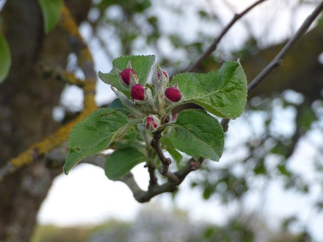 Free download Apple Blossom Bloom -  free photo or picture to be edited with GIMP online image editor