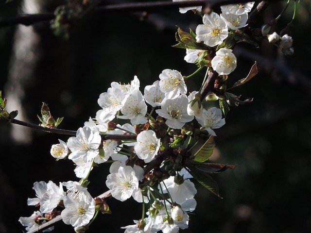 Ücretsiz indir Apple Blossom Branch - GIMP çevrimiçi resim düzenleyici ile düzenlenecek ücretsiz fotoğraf veya resim