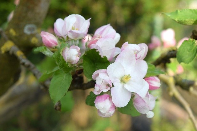 Free download Apple Blossom Branch Fruit Tree -  free photo or picture to be edited with GIMP online image editor