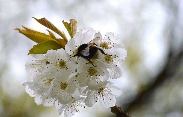Free download apple blossom bumblebee pollination free picture to be edited with GIMP free online image editor