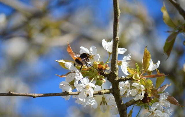 Free download apple blossom flowers bumblebee free picture to be edited with GIMP free online image editor