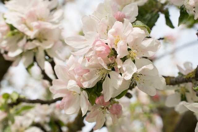 Free download apple blossom flowers spring branch free picture to be edited with GIMP free online image editor