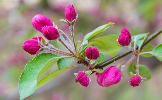 Free download apple blossoms flower buds free picture to be edited with GIMP free online image editor