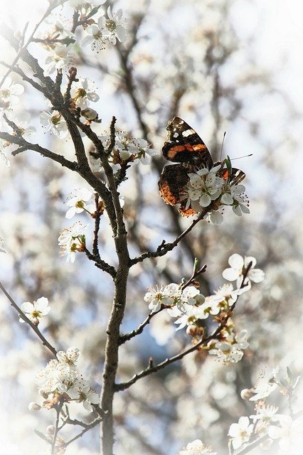 Free download apple blossoms pollination butterfly free picture to be edited with GIMP free online image editor