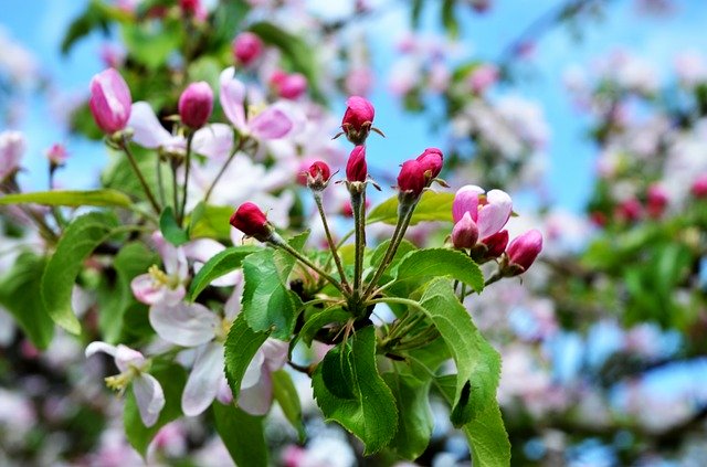 Free download Apple Blossom Spring Tree -  free photo or picture to be edited with GIMP online image editor