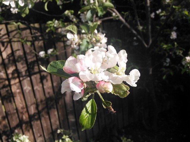 Kostenloser Download Apple Blossoms Spring White - kostenloses Foto oder Bild zur Bearbeitung mit GIMP Online-Bildbearbeitung