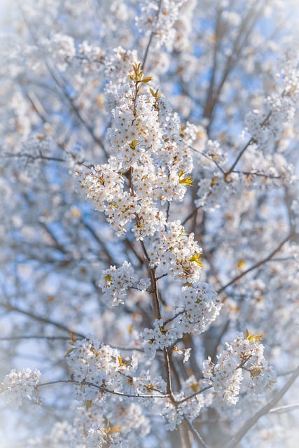 Free download apple blossoms tree blossoms free picture to be edited with GIMP free online image editor