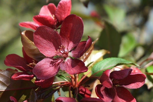 Free download apple blossoms tree fruit tree free picture to be edited with GIMP free online image editor