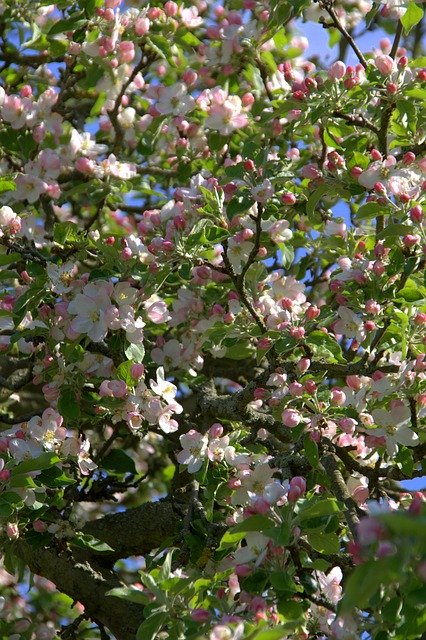Kostenloser Download Apple Blossom Tree - kostenloses Foto oder Bild zur Bearbeitung mit GIMP Online-Bildbearbeitung