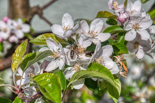 Free download Apple Blossom Tree Bee -  free photo or picture to be edited with GIMP online image editor