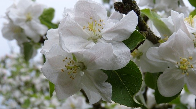 Free picture Apple Blossom Tree Spring -  to be edited by GIMP free image editor by OffiDocs