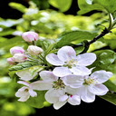 apple blossom wallpaper  screen for extension Chrome web store in OffiDocs Chromium
