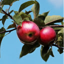 Apple branch  screen for extension Chrome web store in OffiDocs Chromium