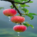 Apple branch wallpaper  screen for extension Chrome web store in OffiDocs Chromium