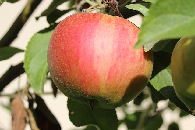 Descărcare gratuită Apple Elstar Fruit - fotografie sau imagine gratuită pentru a fi editată cu editorul de imagini online GIMP