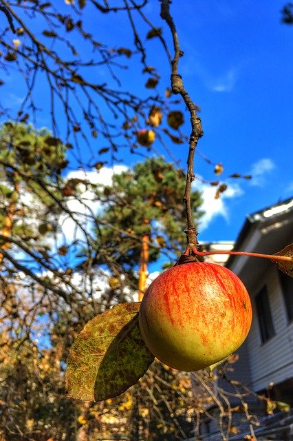 Free download Apple Fall Autumn -  free photo or picture to be edited with GIMP online image editor