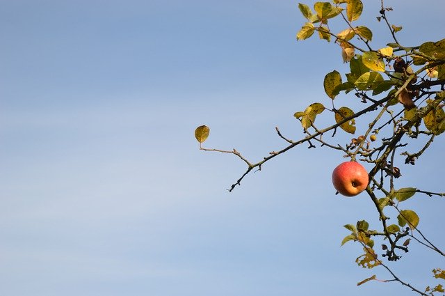 Unduh gratis Apple Fall Tree - foto atau gambar gratis untuk diedit dengan editor gambar online GIMP