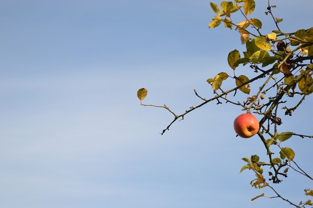 ດາວ​ໂຫຼດ​ຟຣີ Apple Fall Tree - ຮູບ​ພາບ​ຟຣີ​ຫຼື​ຮູບ​ພາບ​ທີ່​ຈະ​ໄດ້​ຮັບ​ການ​ແກ້​ໄຂ​ກັບ GIMP ອອນ​ໄລ​ນ​໌​ບັນ​ນາ​ທິ​ການ​ຮູບ​ພາບ​